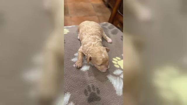 Video preview image #1 Maltipoo (Toy) Puppy For Sale in CARLSBAD, CA, USA