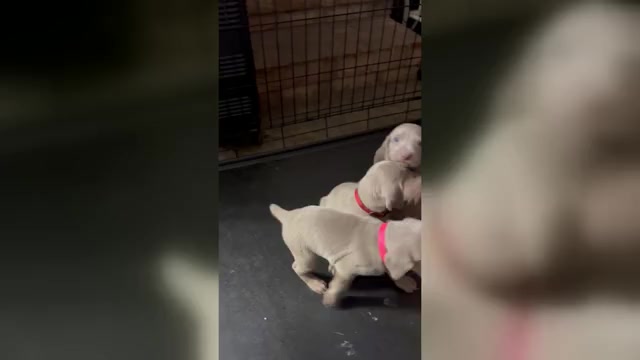 Video preview image #1 Weimaraner Puppy For Sale in MACCLENNY, FL, USA