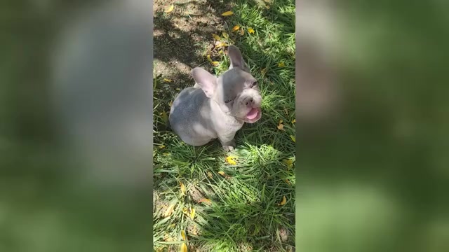 Video preview image #1 French Bulldog Puppy For Sale in DELTA, CO, USA