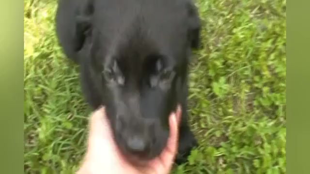 Video preview image #1 German Shepherd Dog Puppy For Sale in PIEDMONT, MO, USA