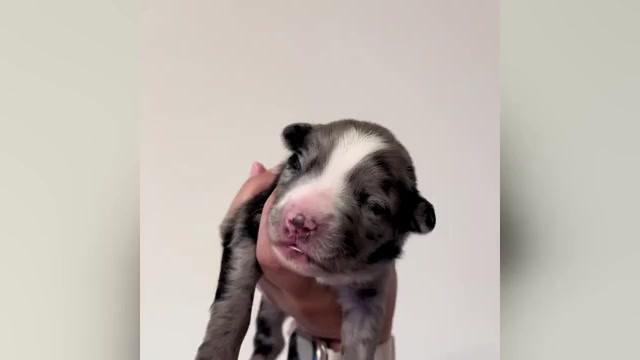 Video preview image #1 Australian Shepherd Puppy For Sale in DEVINE, TX, USA