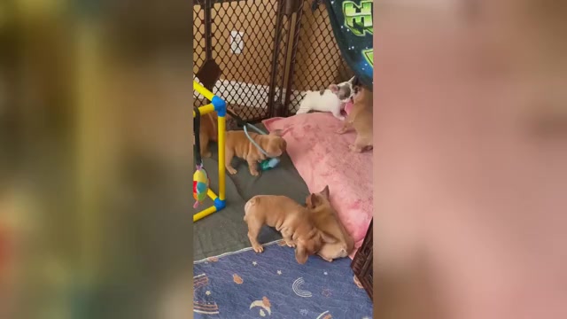 Video preview image #10  Breeder Profile in PERRIS, CA, USA