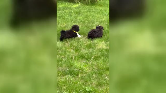 Video preview image #1 Shih Tzu Puppy For Sale in BROCKTON, MA, USA