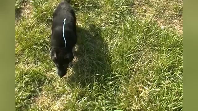 Video preview image #1 German Shepherd Dog Puppy For Sale in PIEDMONT, MO, USA