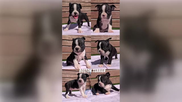 Video preview image #6 Boston Terrier Puppy For Sale in GOSHEN, IN, USA