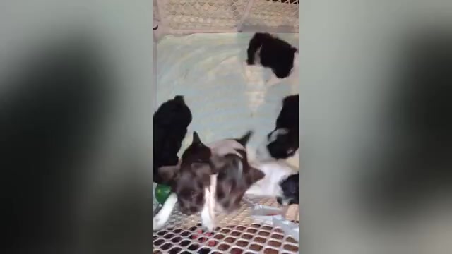 Video preview image #1  Breeder Profile in ENID, OK, USA