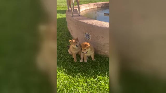 Video preview image #2 Shiba Inu Puppy For Sale in YUCCA VALLEY, CA, USA