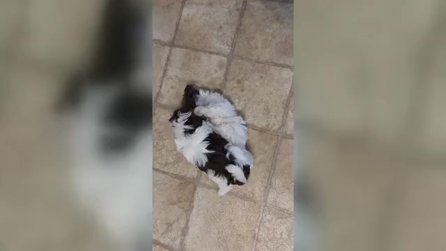 Video preview image #1 Havanese Puppy For Sale in POST FALLS, ID, USA
