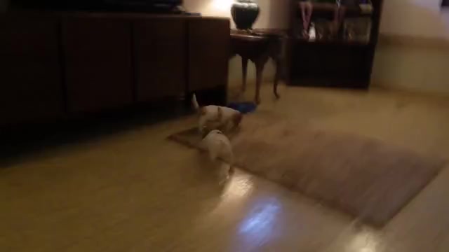 Video preview image #3 Jack Russell Terrier Puppy For Sale in CINCINNATI, OH, USA
