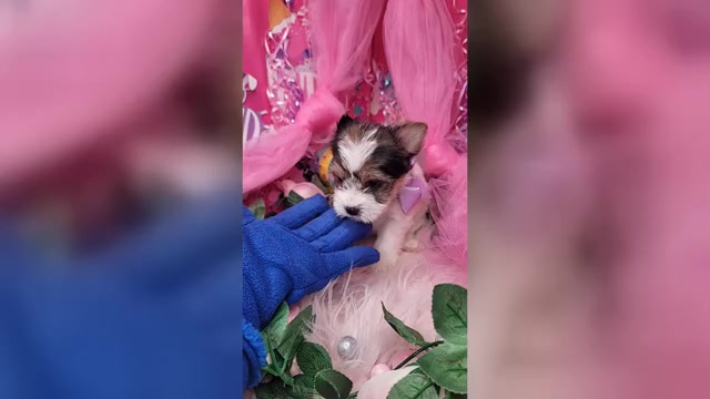 Video preview image #2 Yorkshire Terrier Puppy For Sale in HARKER HEIGHTS, TX, USA