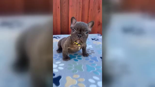 Video preview image #1 French Bulldog Puppy For Sale in SACRAMENTO, CA, USA