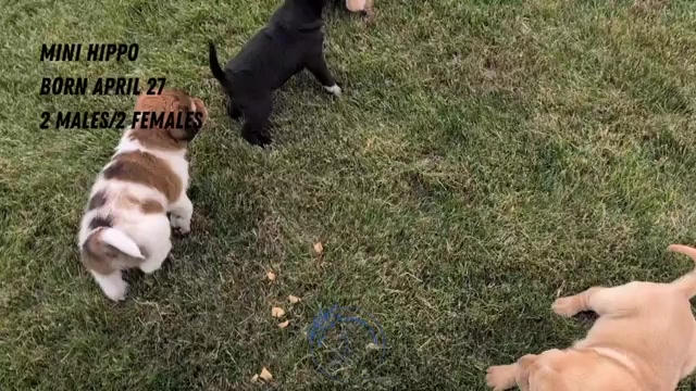Video preview image #2 Cocker-Pei Puppy For Sale in GOSHEN, IN, USA