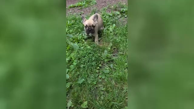 Video preview image #2 French Bulldog Puppy For Sale in MORGANTOWN, PA, USA