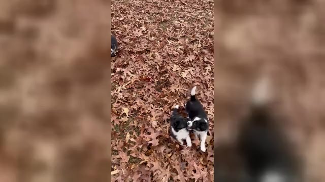 Video preview image #4 Border Collie-Papillon Mix Puppy For Sale in CULPEPER, VA, USA