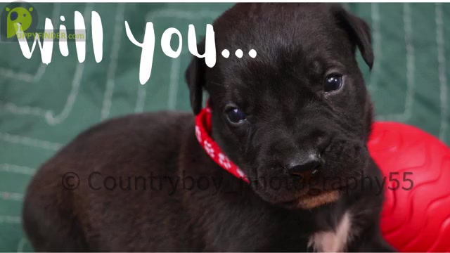Video preview image #2 Presa Canario Puppy For Sale in DENVER, CO, USA