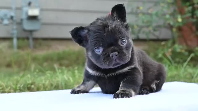 Video preview image #1 French Bulldog Puppy For Sale in DECATUR, GA, USA