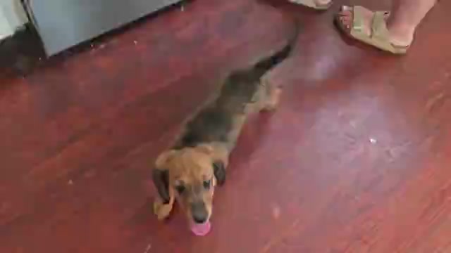 Video preview image #1 Dachshund Puppy For Sale in GOSHEN, AL, USA