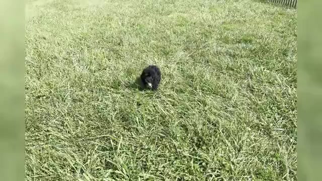 Video preview image #1 Poodle (Toy) Puppy For Sale in WARSAW, IN, USA