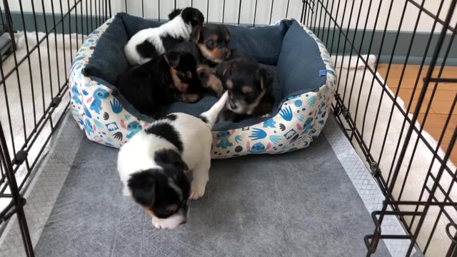 Video preview image #2 Yorkshire Terrier Puppy For Sale in MILWAUKEE, WI, USA