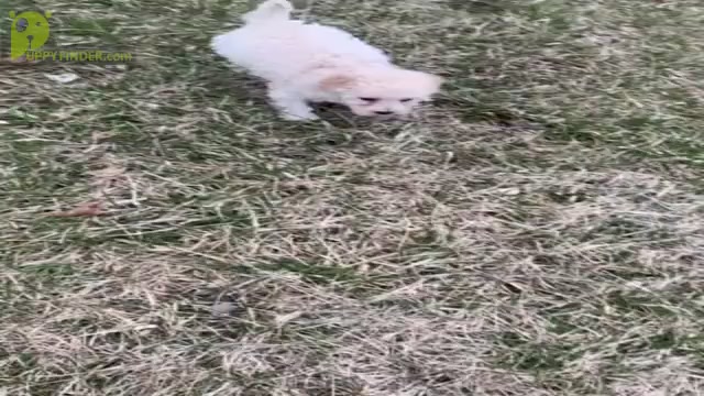 Video preview image #21 Maltipoo Puppy For Sale in WARSAW, IN, USA