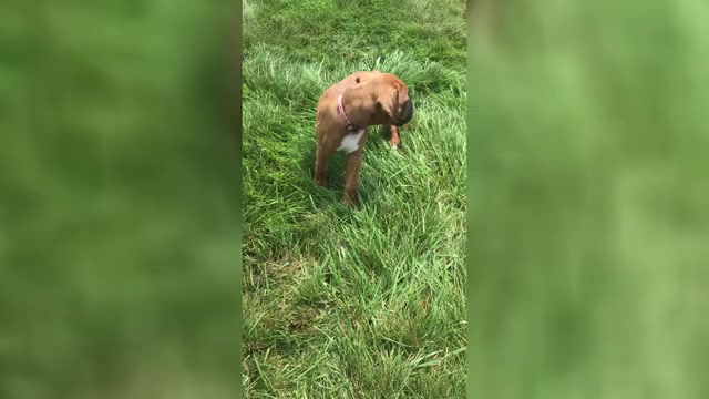 Video preview image #1 Boxer Puppy For Sale in APPLE CREEK, OH, USA