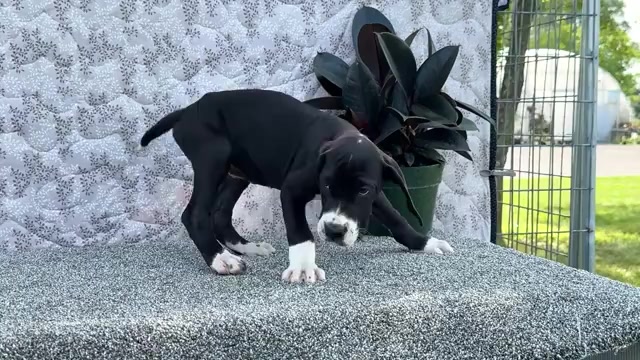 Video preview image #14 Great Dane Puppy For Sale in WAKARUSA, IN, USA