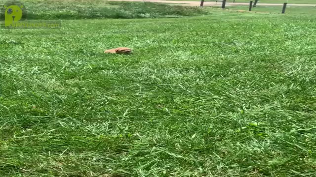 Video preview image #18 Maltipoo Puppy For Sale in WARSAW, IN, USA