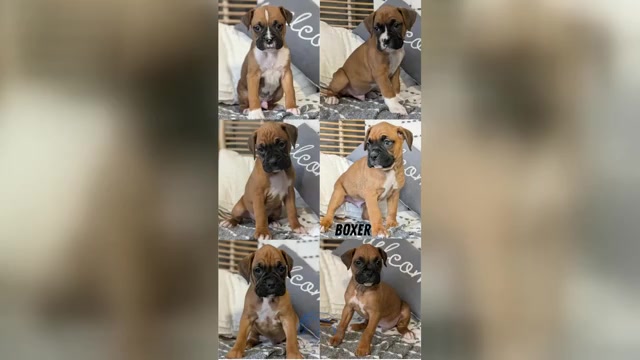 Video preview image #1 Boxer Puppy For Sale in GOSHEN, IN, USA