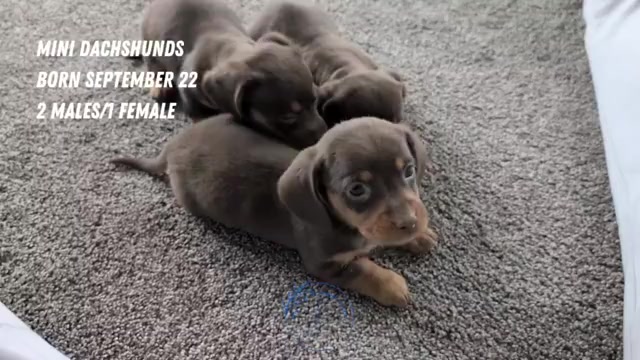 Video preview image #3 Dachshund Puppy For Sale in GOSHEN, IN, USA