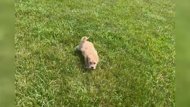 Video preview image #1 Maltipoo Puppy For Sale in WARSAW, IN, USA