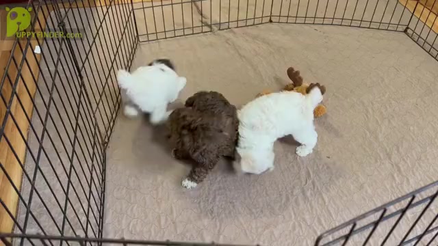 Video preview image #1 ShihPoo Puppy For Sale in GLOUCESTER, VA, USA