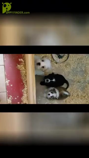 Video preview image #1  Breeder Profile in HENNIKER, NH, USA