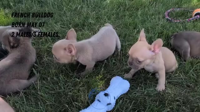 Video preview image #6 French Bulldog Puppy For Sale in GOSHEN, IN, USA