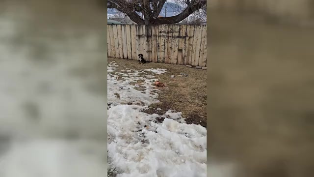 Video preview image #19  Breeder Profile in SALMON, ID, USA