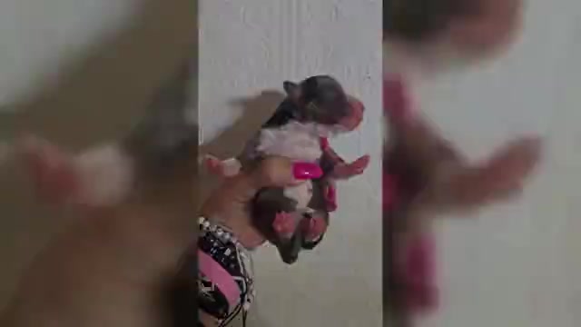Video preview image #5 Aussalier Puppy For Sale in DECATUR, IL, USA