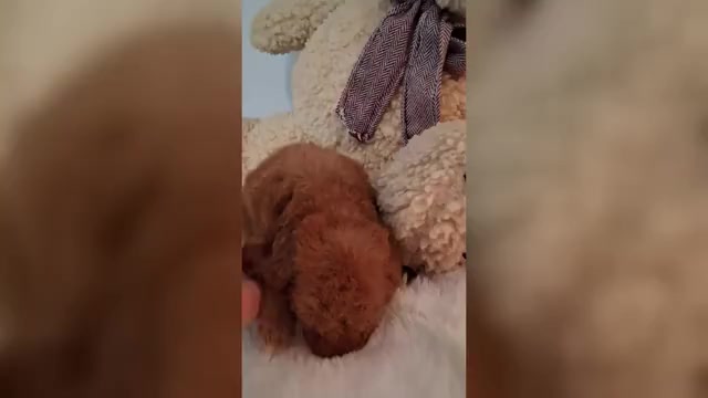 Video preview image #4 Goldendoodle (Miniature) Puppy For Sale in GASTONIA, NC, USA