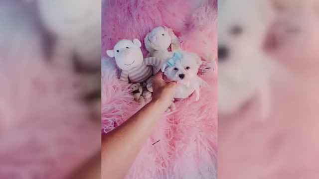 Video preview image #4 Maltese Puppy For Sale in FORT LAUDERDALE, FL, USA