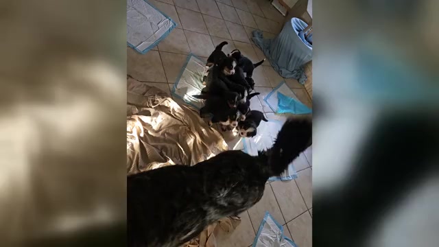 Video preview image #1 Bernese Mountain Dog Puppy For Sale in BEAVER DAM, WI, USA