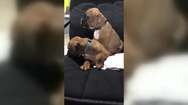 Video preview image #1 Boxer Puppy For Sale in APPLE CREEK, OH, USA