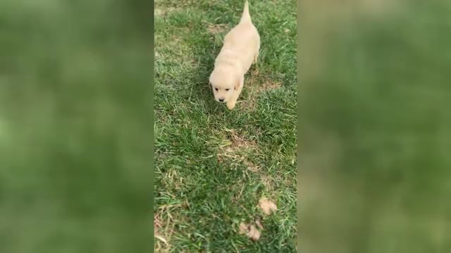 Video preview image #1 Golden Retriever Puppy For Sale in NEOLA, WV, USA