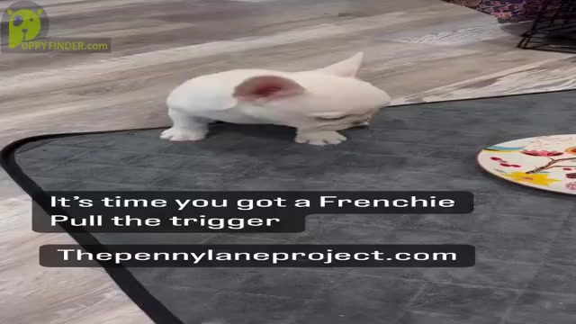Video preview image #4 French Bulldog Puppy For Sale in BREA, CA, USA