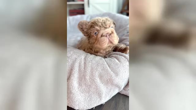 Video preview image #2 French Bulldog Puppy For Sale in PALM CITY, FL, USA