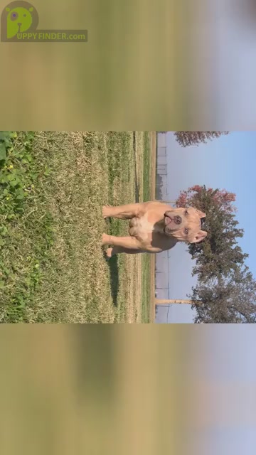 Video preview image #1 American Bully Puppy For Sale in BAKERSFIELD, CA, USA
