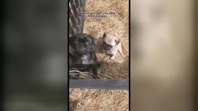 Video preview image #8 Pug Puppy For Sale in LYNDON CENTER, VT, USA