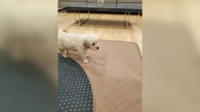 Video preview image #4  Breeder Profile in SPRING VALLEY, NY, USA
