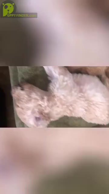 Video preview image #2 Labradoodle Puppy For Sale in MURRAYVILLE, GA, USA