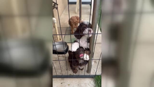 Video preview image #1  Breeder Profile in BAKERSFIELD, CA, USA