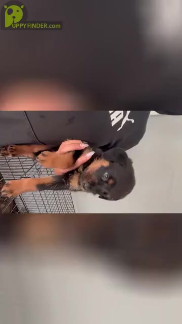 Video preview image #6 Rottweiler Puppy For Sale in UPPER MARLBORO, MD, USA