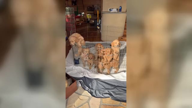Video preview image #3  Breeder Profile in MARINA DEL REY, CA, USA