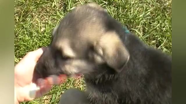 Video preview image #1 German Shepherd Dog Puppy For Sale in PIEDMONT, MO, USA